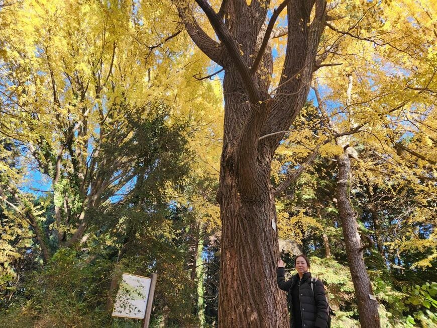 大きなイチョウの木の下で（写真：筆者提供）