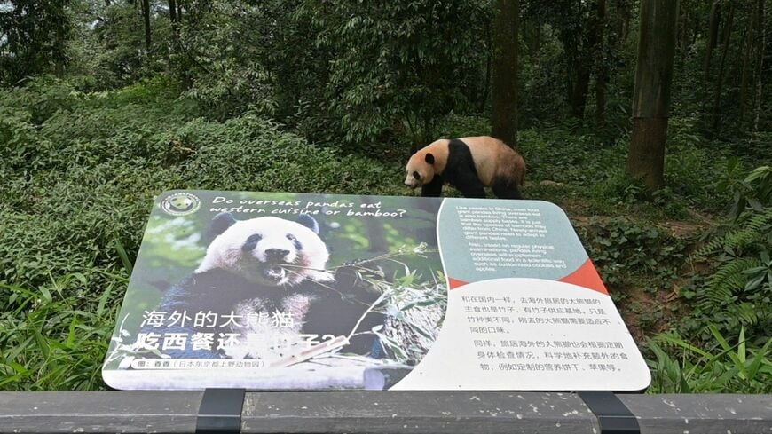 雅安碧峰峡基地にあるシャンシャンの看板。右上のパンダはアメリカ生まれのベイベイ（筆者撮影）