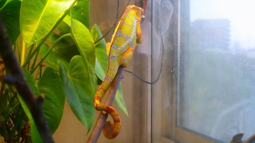 変温動物であるカメレオンが体温を上げるため、人工照明で日光浴させる「バスキング」は欠かせない（写真提供：山村さん）