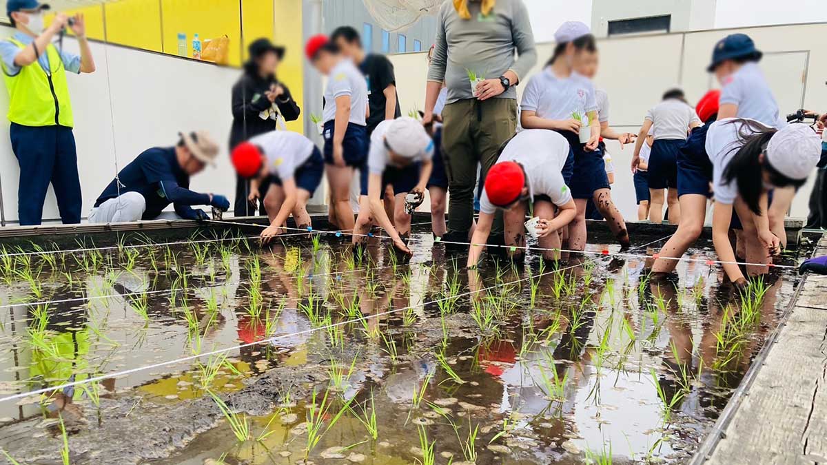 約17㎡｢超都会の田んぼ｣に小学生が集まるワケ | 東洋経済education×ICT | 東洋経済オンライン
