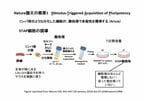 酸処理で簡単にできるとされた多能性細胞