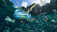 日本人は｢海の不健康｣の深刻さをわかってない ごみ､酸性化､貧酸素化…問題は山積みだ
