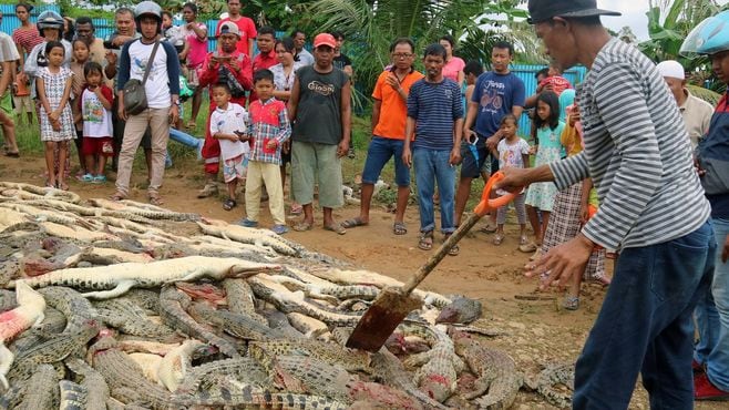 インドネシアの住民がワニを大虐殺したワケ
