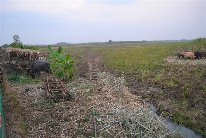 サトウキビ畑に収穫時だけ設置するポータブル線路。