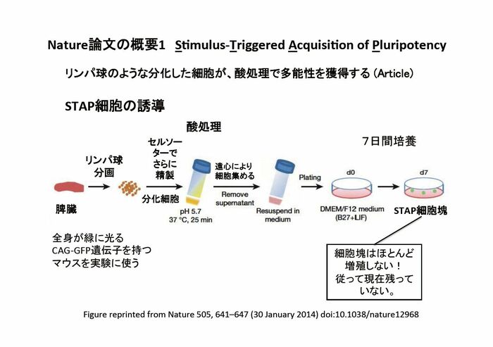 酸処理で簡単にできるとされた多能性細胞
