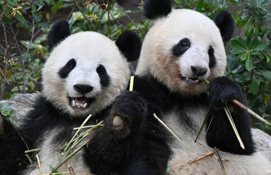 シャオシャオ、レイレイ。2024年1月20日撮影（写真：高氏さん提供）