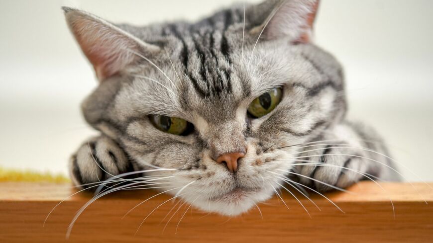 空前のネコブームの中、猫好きならではの視点から生まれたヒット商品も。開発者たちに誕生秘話を聞きました（写真：ramustagram／PIXTA）