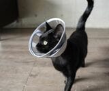 エリザベスカラーの使用感テストに協力する愛猫のあんこちゃん（写真：クロス・クローバー・ジャパン）