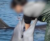 ドルフィントレーナーにより喉の奥に手を入れられるハンドウイルカ（＠Life Investigation Agency/Dolphin Project）
