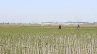北朝鮮の農業に訪れた｢劇的ハイテク化｣の波