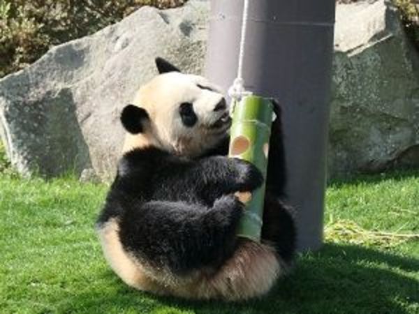 和歌山 赤ちゃんパンダ誕生 5つの異例な事情 コロナ禍でさまざまな困難が立ちはだかった 東洋経済オンライン Goo ニュース