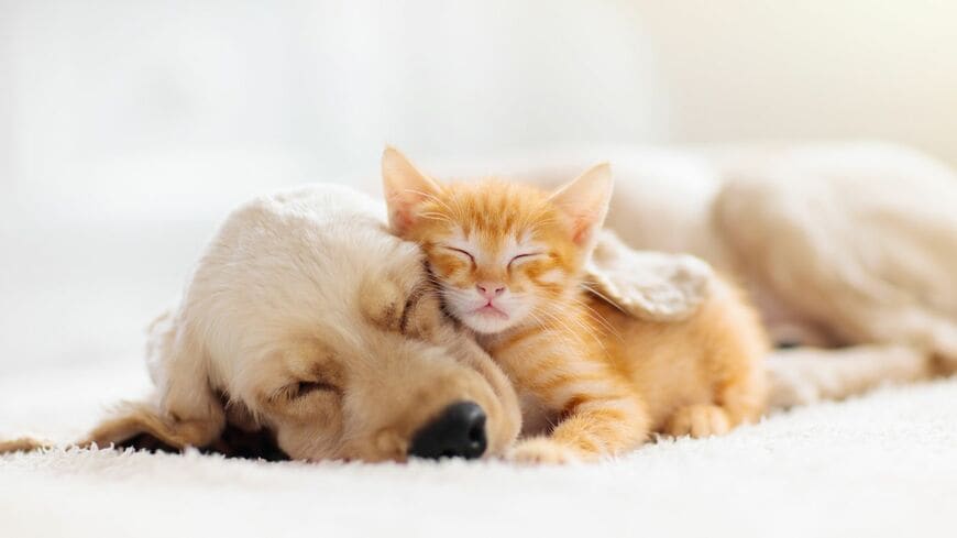 犬猫