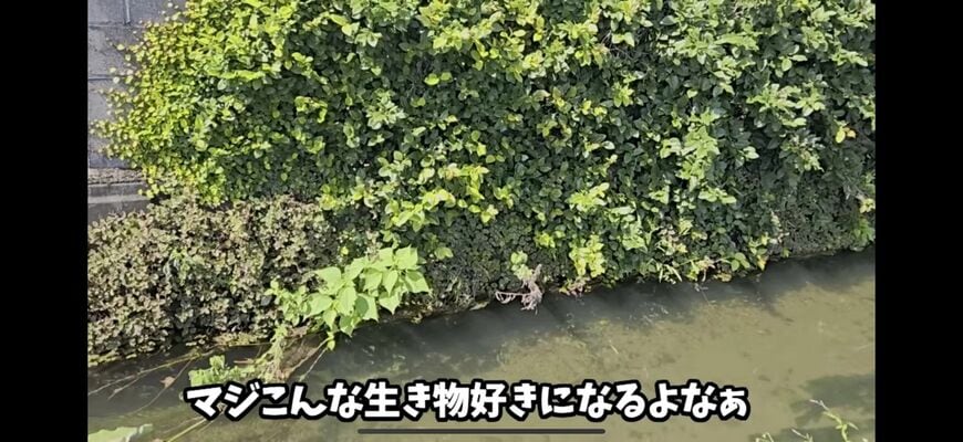 地元周辺は自然が豊かだった（画像：ナポ・レボリューションYouTubeより）
