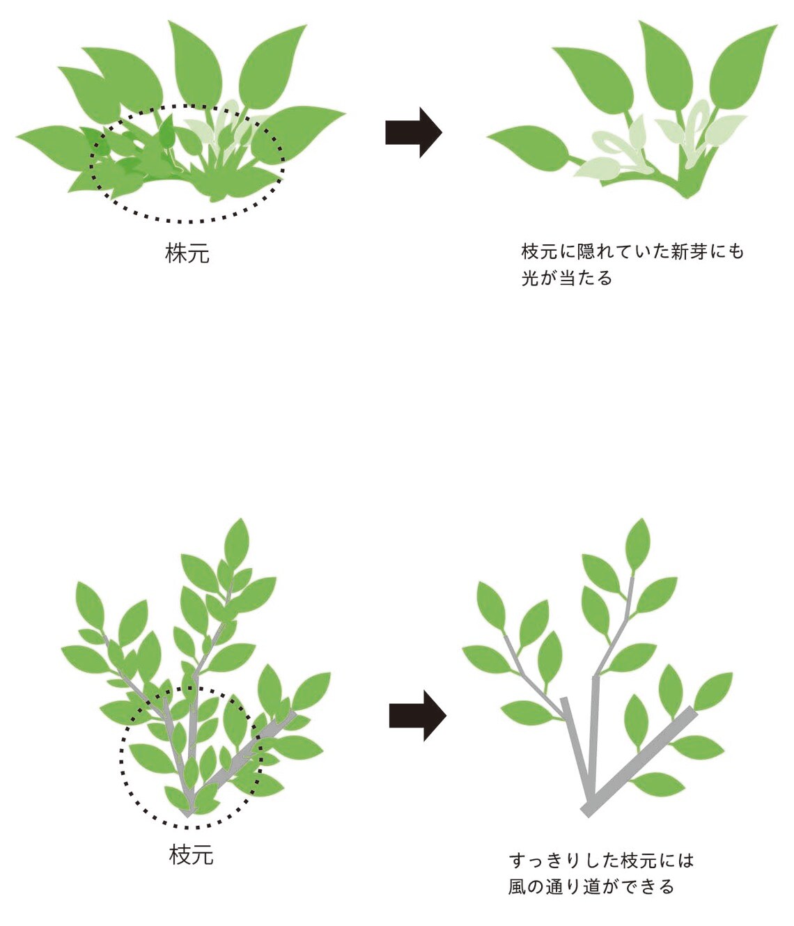 （イラスト：山田聖貴、澤ひかり）