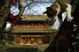 前肢を使って木を降りる猫（写真：朝日新聞社）