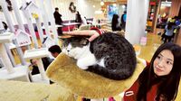 中国で空前の猫ブーム 癒やしを求める若者たち