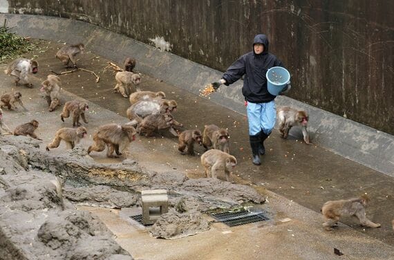 市川市動植物園 飼育員