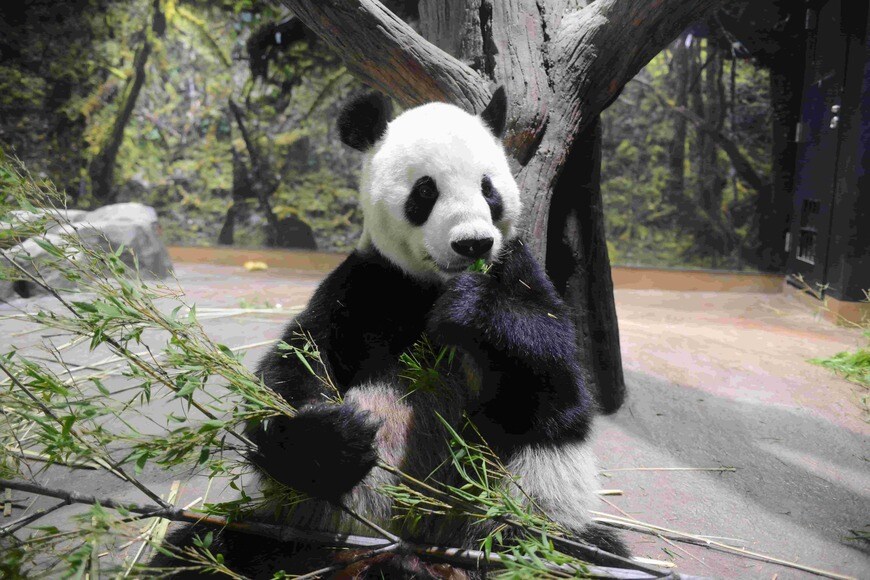 オスのリーリーも元気に食事（写真：公益財団法人東京動物園協会）