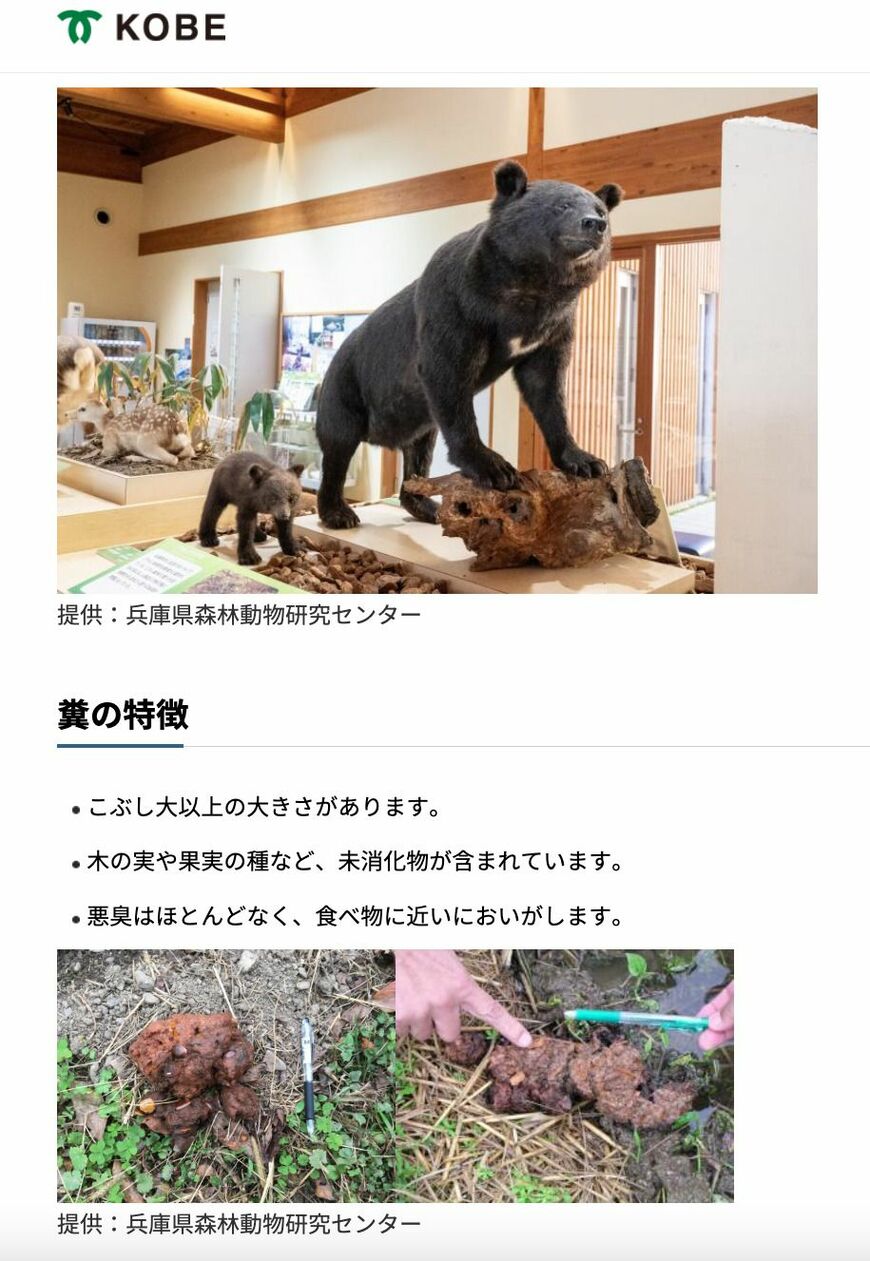 ツキノワグマ