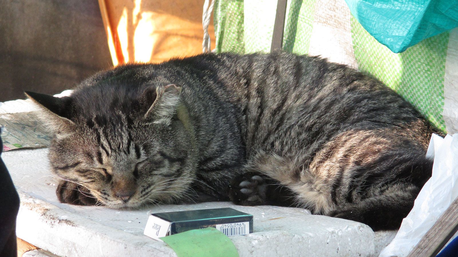 猫とホームレスが織りなす何とも柔和な共生 ルポ ホームレス 東洋経済オンライン 社会をよくする経済ニュース