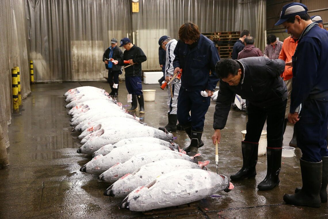 魚価高で消費が減退する恐れも（撮影：尾形文繁）