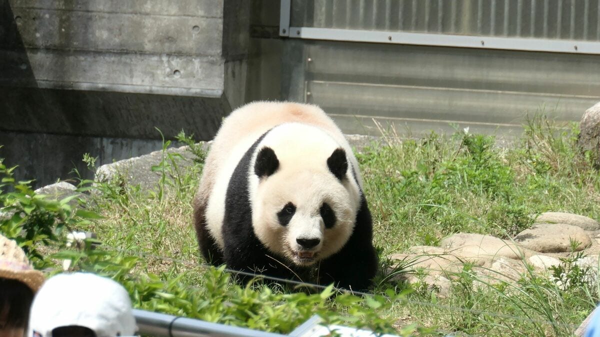 成都便再開でパンダ中国行きに現実味も残る課題 動物 植物 東洋経済オンライン 社会をよくする経済ニュース