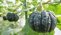 伝統野菜｢黒皮かぼちゃ｣は他と何が違うのか このかぼちゃは普通のかぼちゃではない