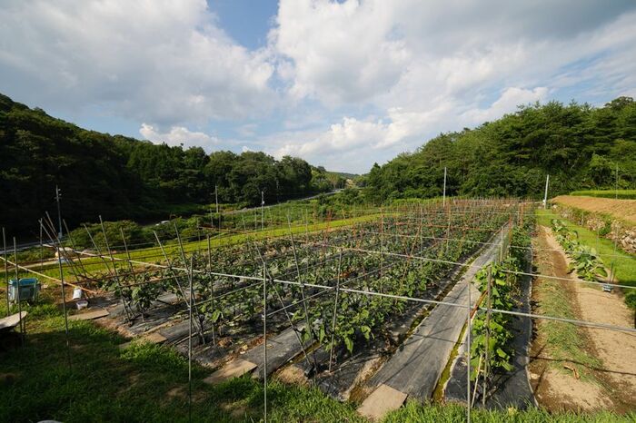 笹田さんの畑。ナスのほか、ピーマン、かぼちゃ、