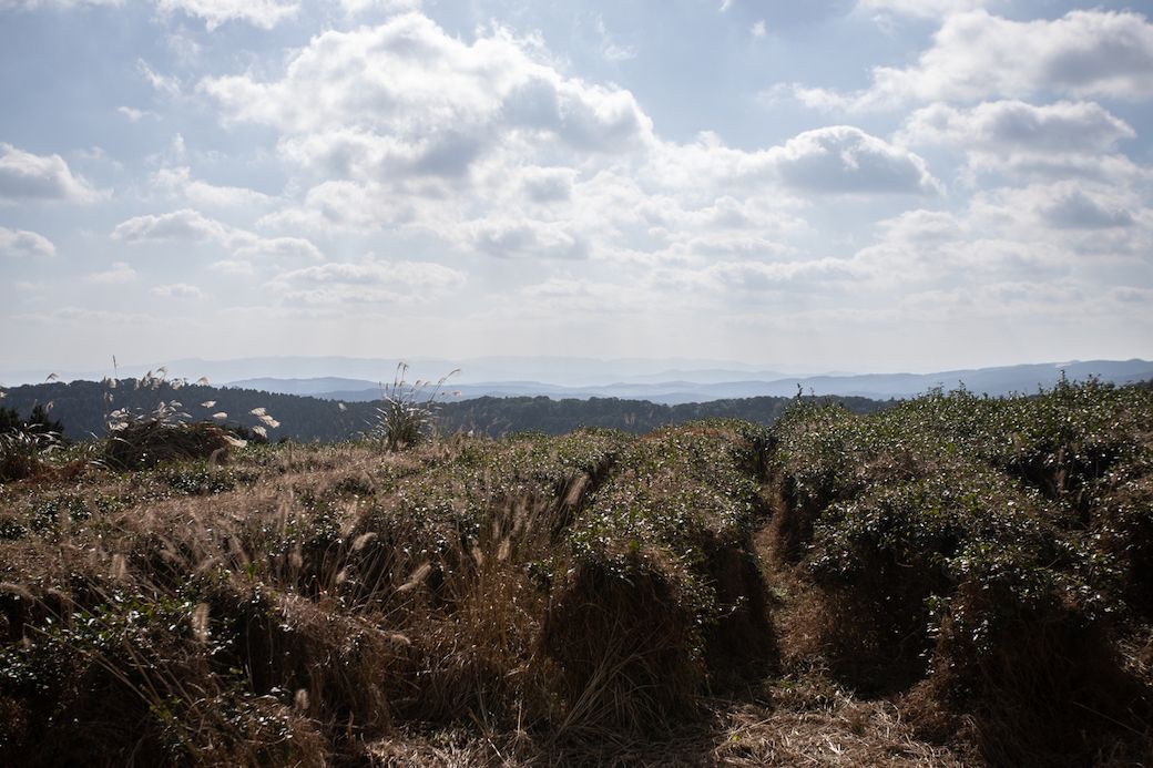 茶畑は標高580mの山頂にあり、遠くの山脈や水俣市街地まで見渡せる眺望抜群の場所だ（著者撮影）