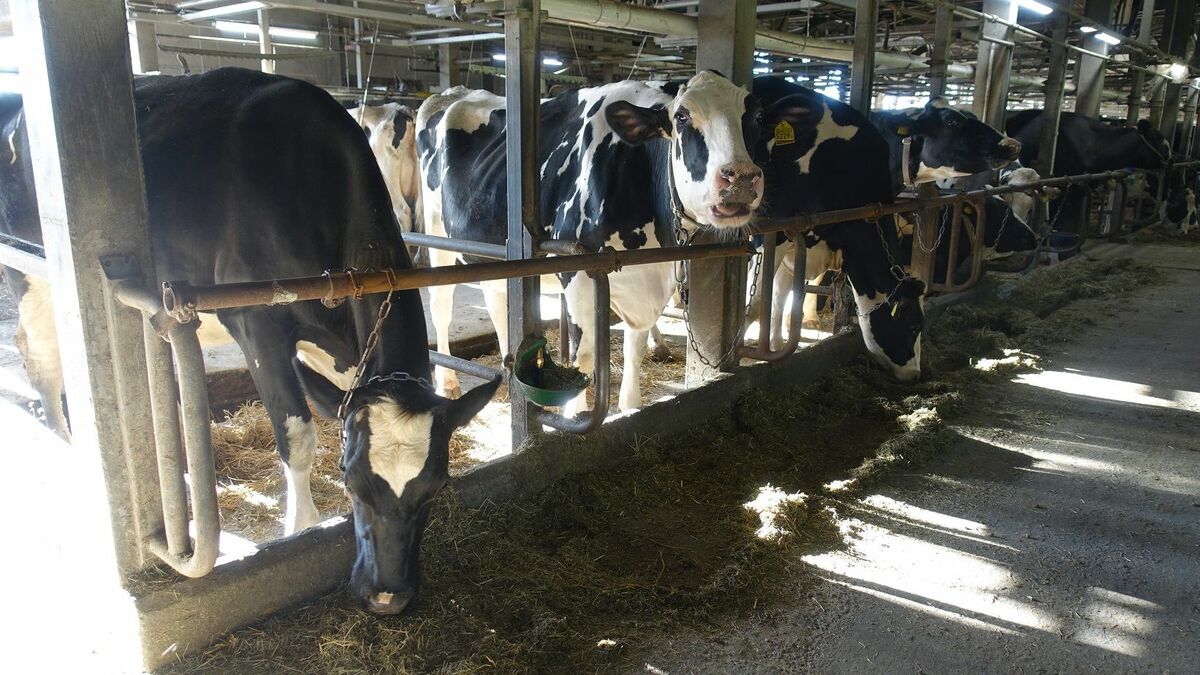 ｢飼料サーチャージ｣では酪農を救えない根本理由 農水省で議論､乳価に飼料費を反映させる制度 | 食品 | 東洋経済オンライン