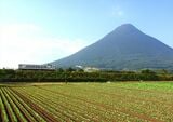 開聞岳をバックに走る指宿枕崎線の列車（撮影：南正時）