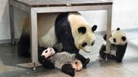双子パンダ1月公開｢日中ラジオ流し準備｣の理由 過去には公開時に興奮して逃げ出したパンダも