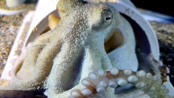 タコ イカ