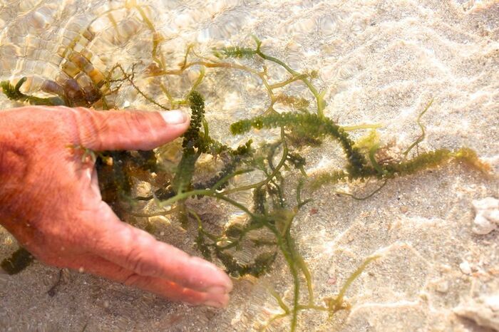 「海ぶどう」は自然豊かな海で育まれていた