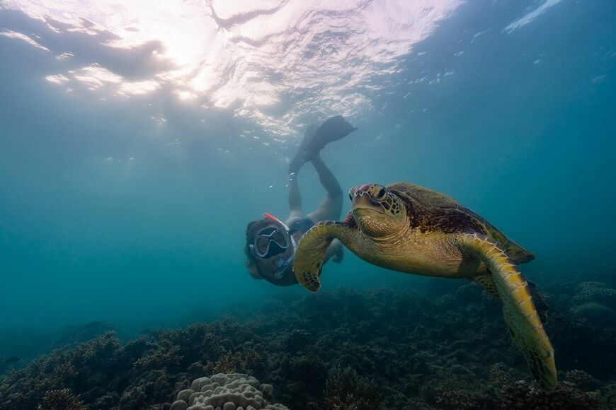 浅瀬のサンゴ礁でのシュノーケリングでもこんな「大物」との遭遇も（写真：クイーンズランド州政府観光局）