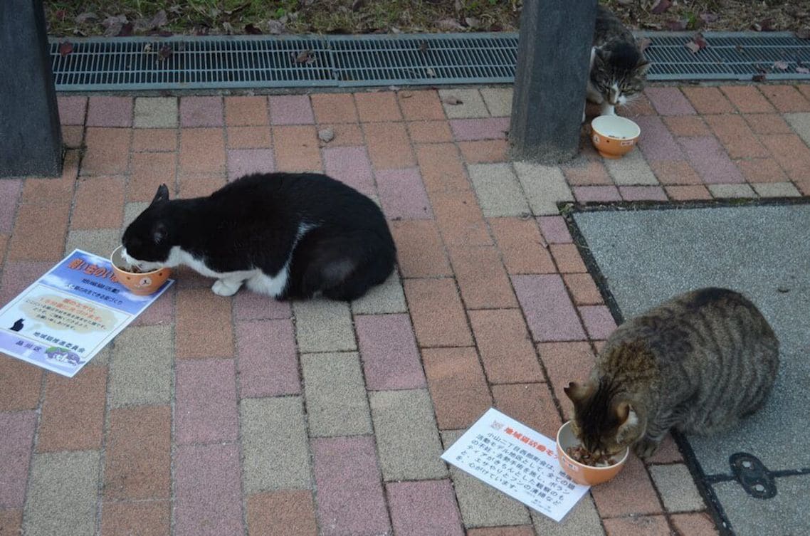 Hiroi feeds stray cats