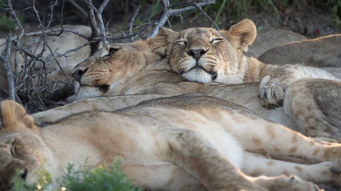 ライオン家族のお昼寝(写真:(『私の職場はサバンナです!』より ©YukaonSafari))