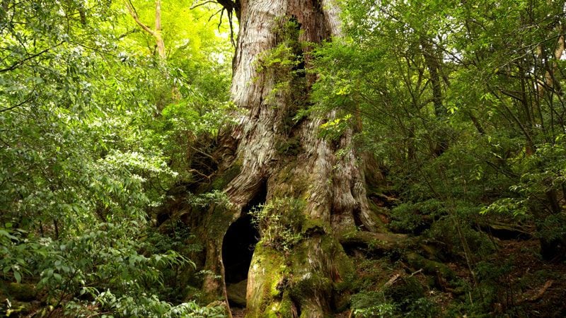 あなたは｢屋久島｣の奥深さを知っていますか 思わず人に話したくなる