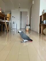 フンをいつでも片づけられるように、床にカーペットは敷いていない（写真提供：カマタさん）