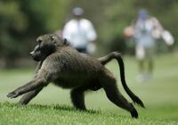 ザンビア大規模停電､犯人は｢ヒヒ｣だった 4万世帯が5時間あまりにわたって停電