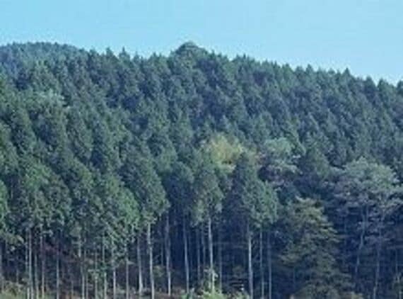 豊富な森林資源を生かす林業政策を、自立を促すインフラ整備が重要　