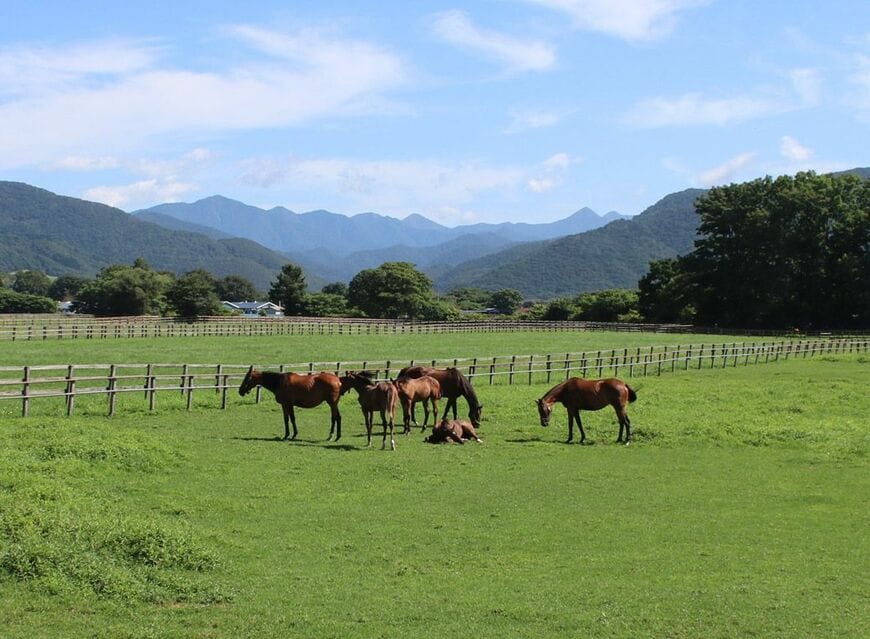 放牧の風景