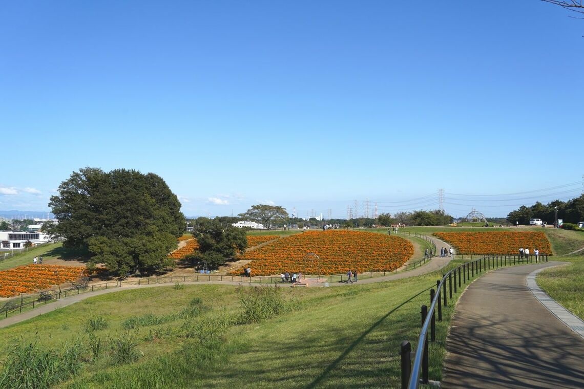 マリーゴールドの丘公園