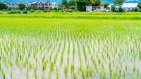 日本人に伝えたい｢稲作が温暖化促進｣の衝撃事実 CO2の25倍の温暖化効果があるメタンを排出
