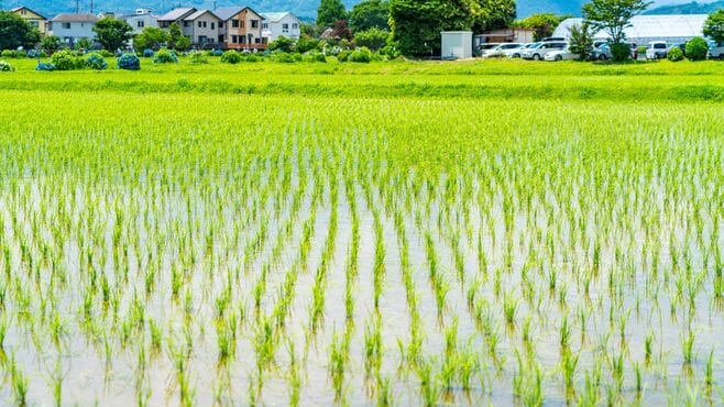 日本人に伝えたい｢稲作が温暖化促進｣の衝撃事実