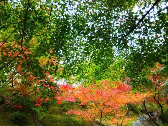 11月の京都