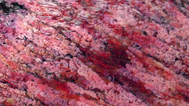 コロンビア｢虹の川｣に発生した困った事態