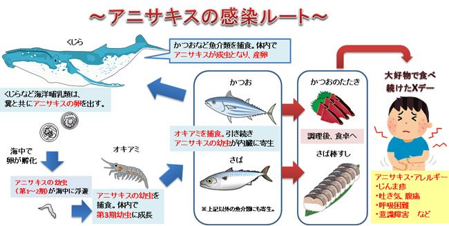 アニサキスの感染ルート
