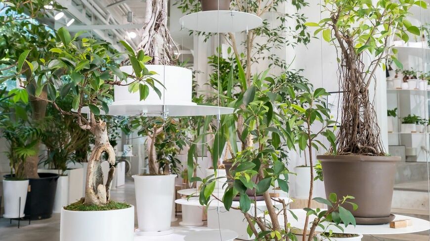生命力あふれる観葉植物は葉が鮮やかなミドリ色 （写真：片桐圭＜リンガフランカ＞）