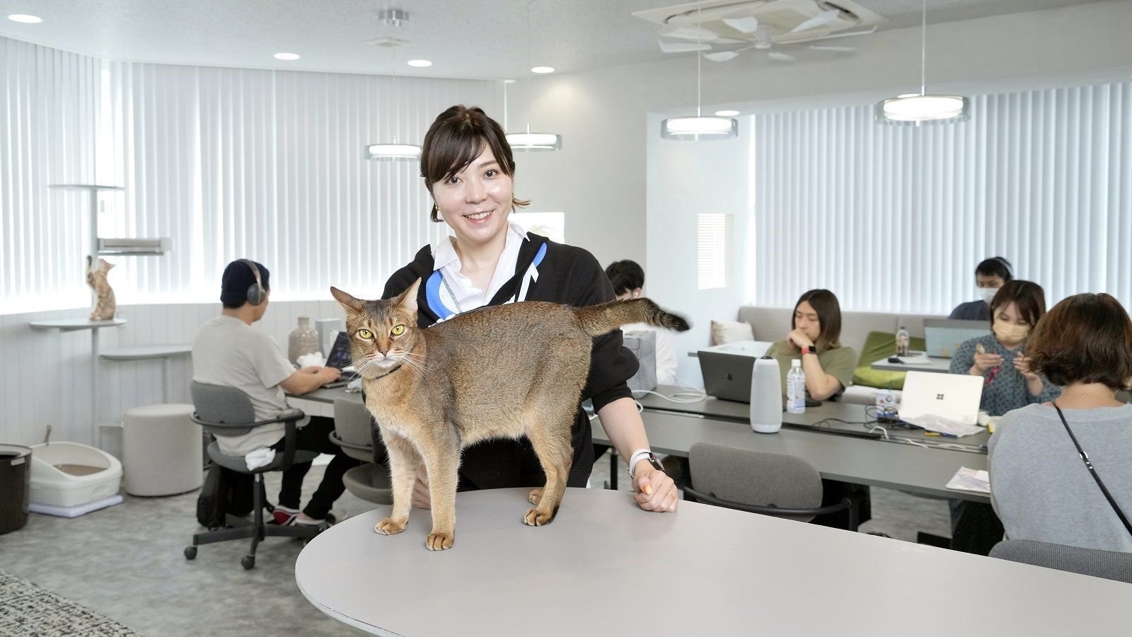 飼い猫の1日の行動を首輪で追跡 Catlog の凄み ペット 東洋経済オンライン 社会をよくする経済ニュース